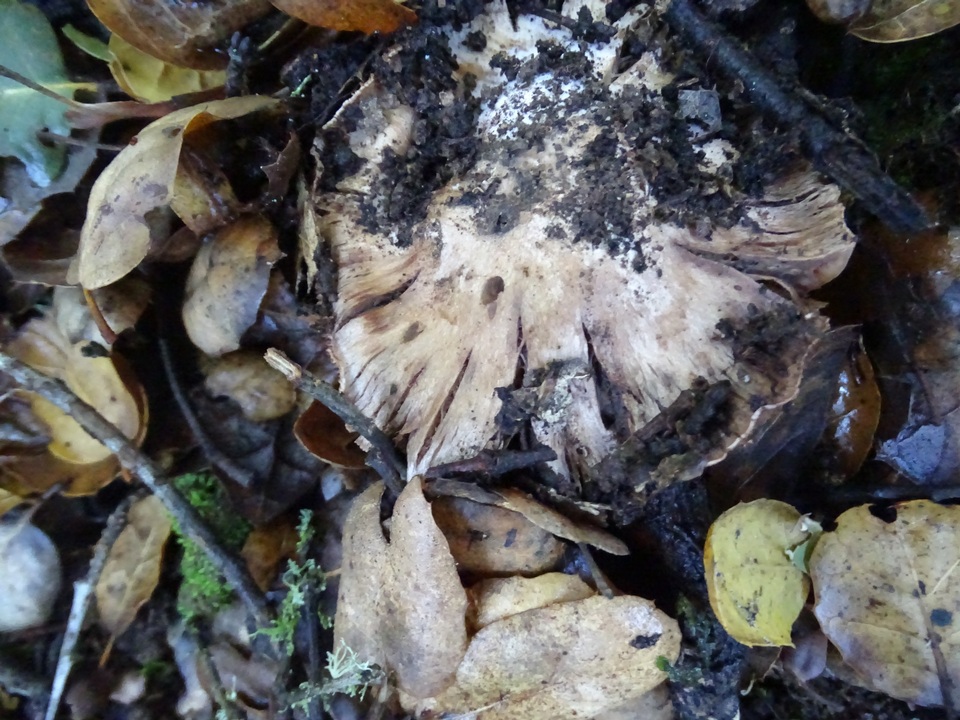 Cortinarius regalis image