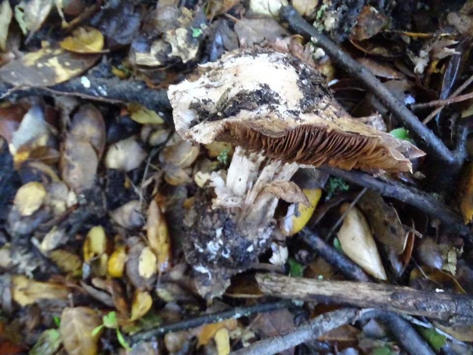 Cortinarius regalis image