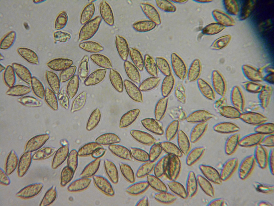 Hebeloma cavipes image