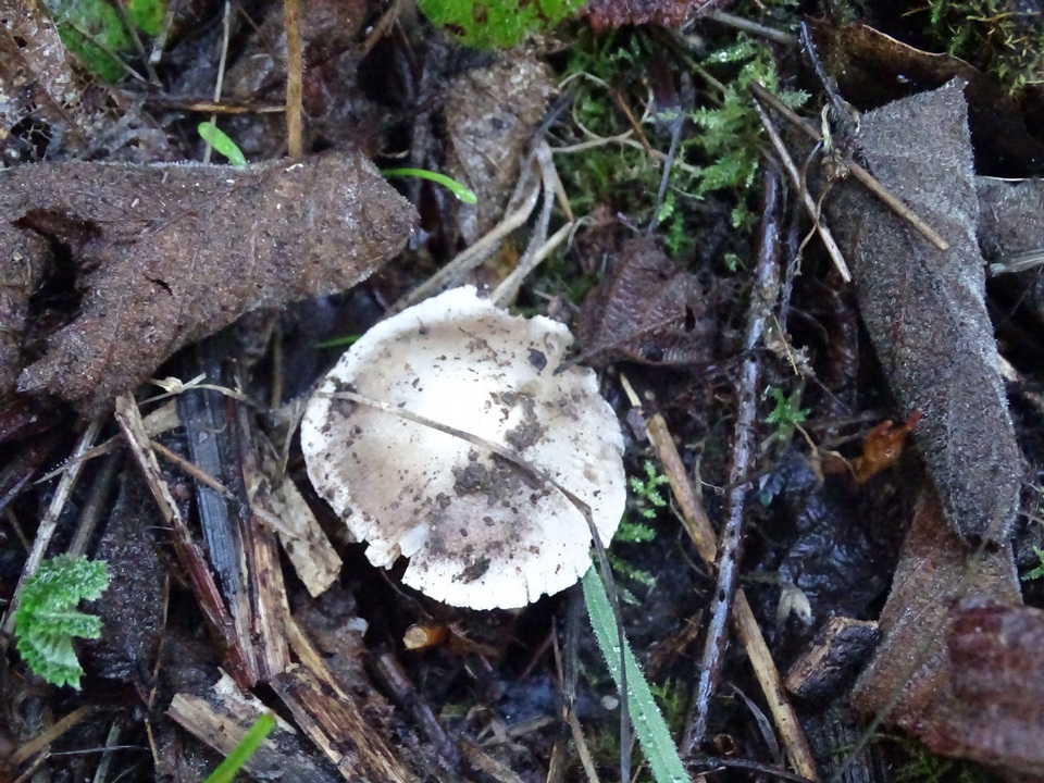 Inocybe albodisca image