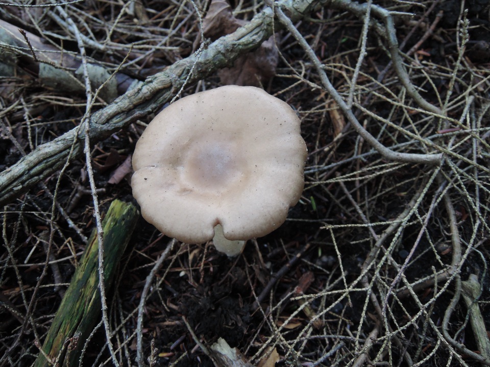 Entoloma whiteae image