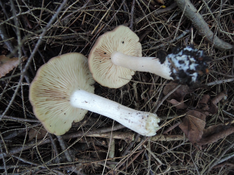 Entoloma whiteae image