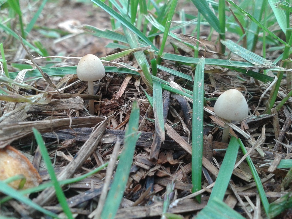 Conocybe cyanopus image