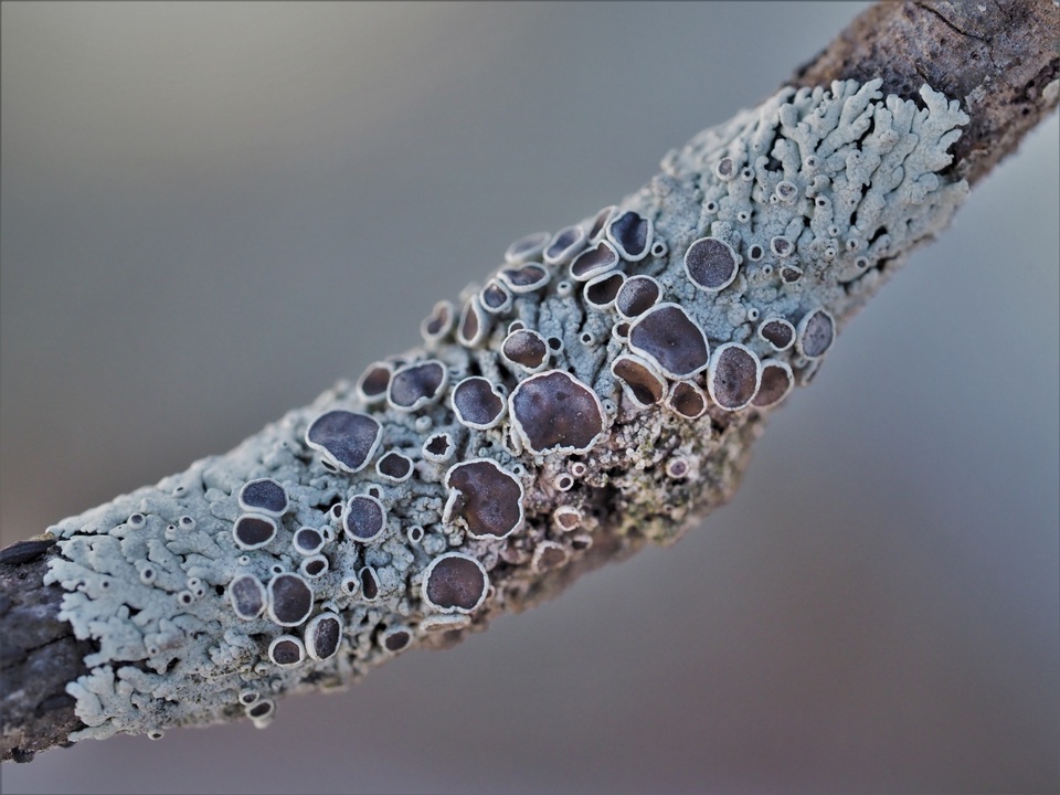Physcia pumilior image