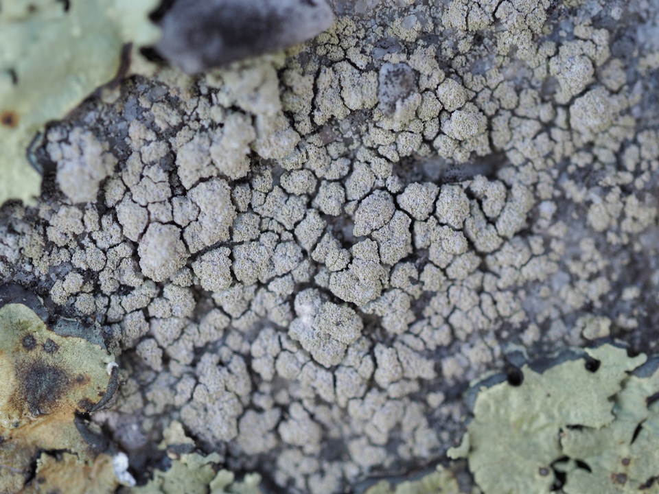 Lecidella meiococca image