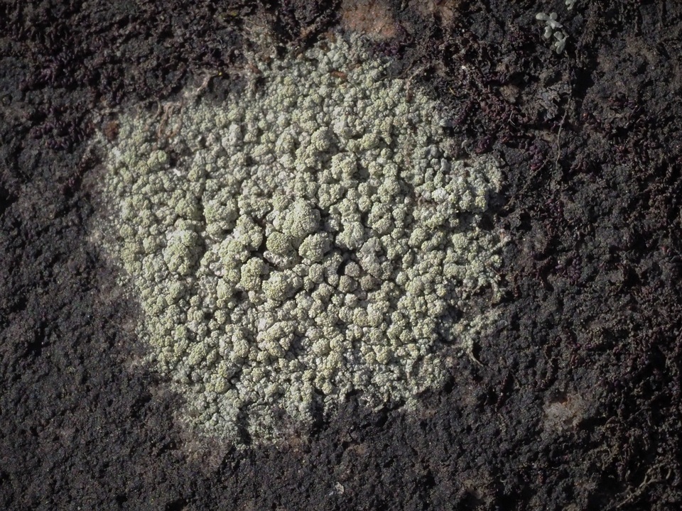 Lecidella meiococca image