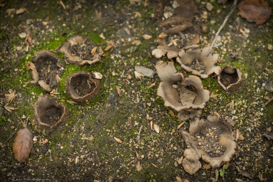 Geopora arenicola image