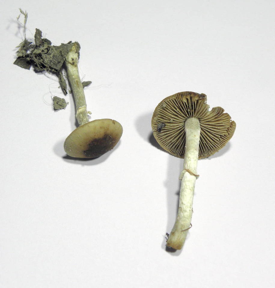 Conocybe aporos image