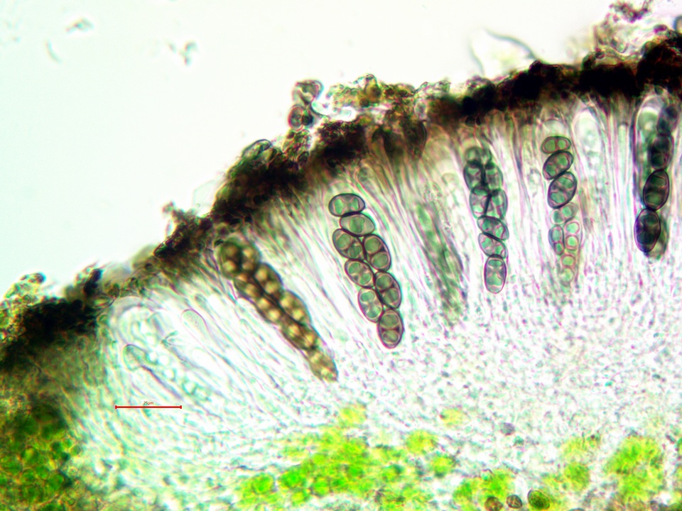 Rinodina laevigata image