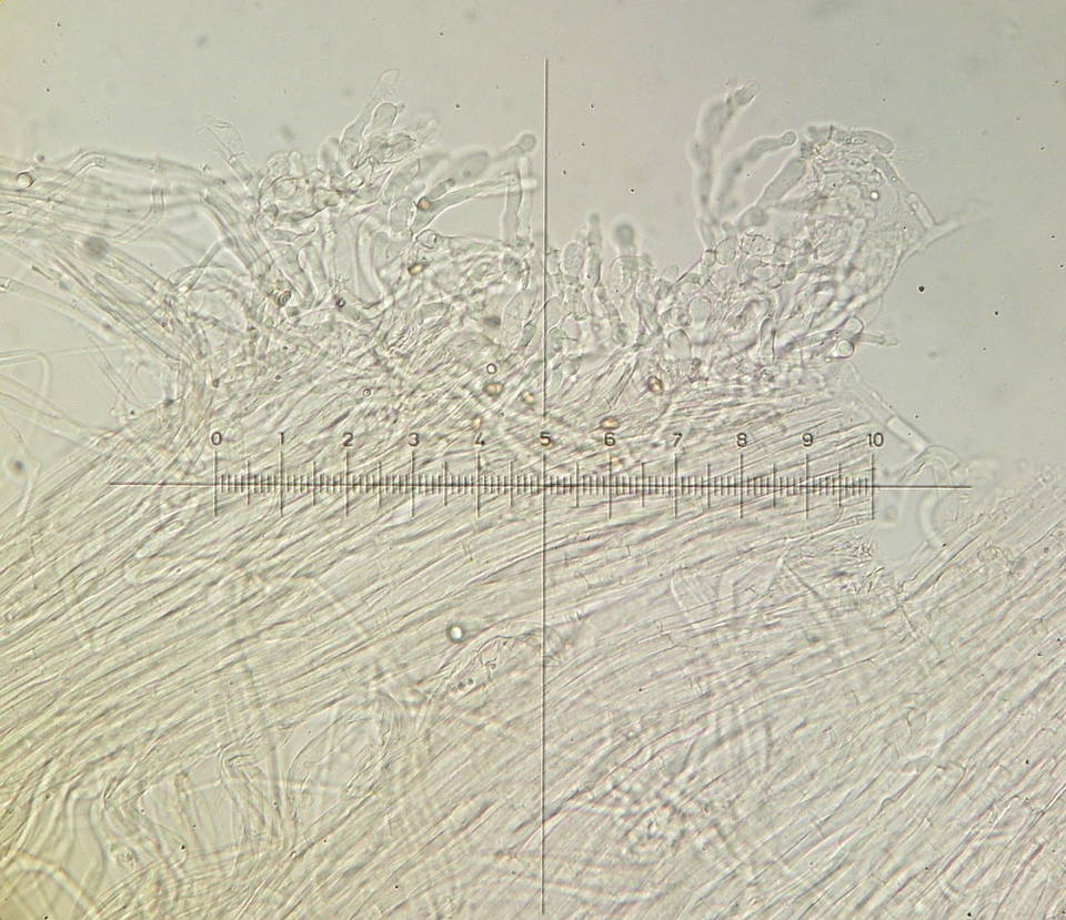 Conocybe aporos image