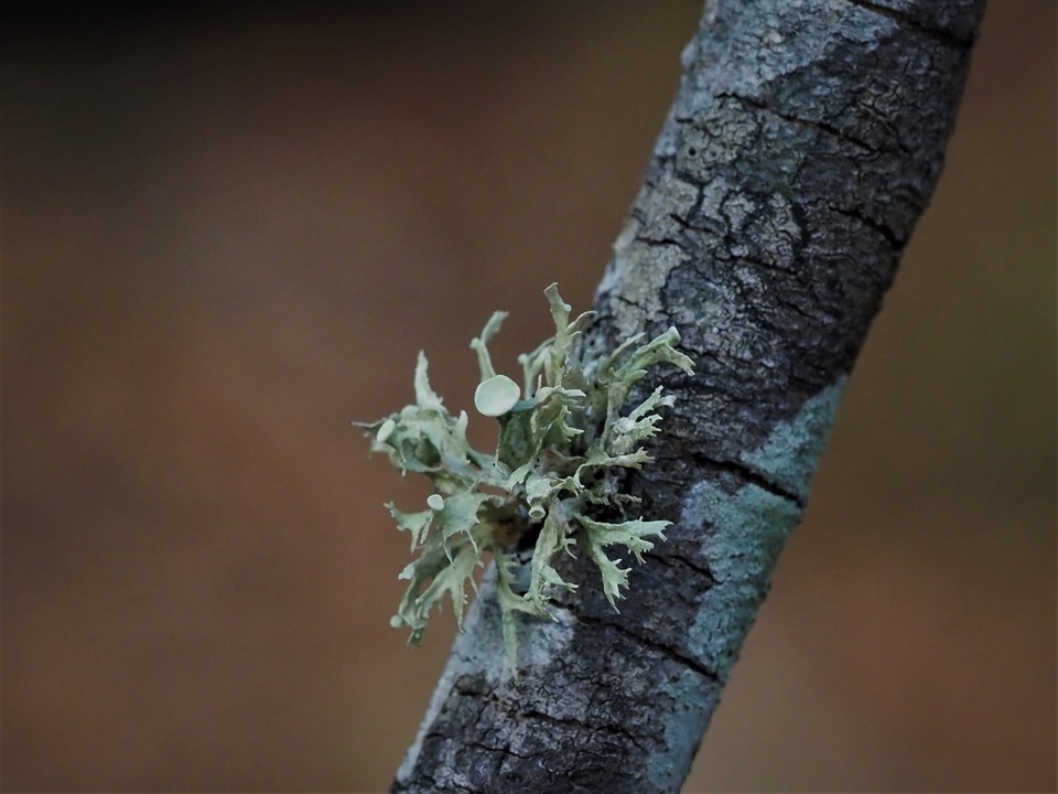 Ramalina culbersoniorum image