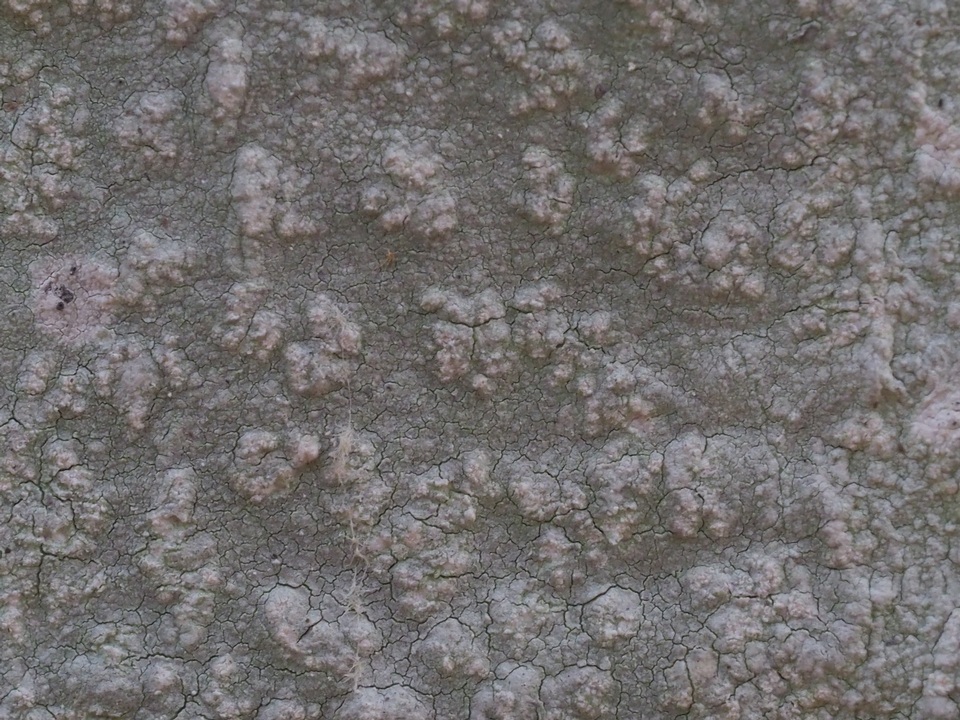 Phlyctis boliviensis image