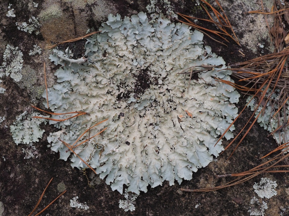 Parmotrema ultralucens image