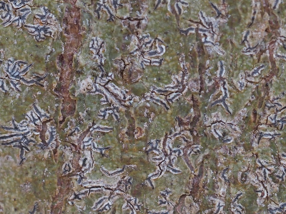 Leiorreuma image