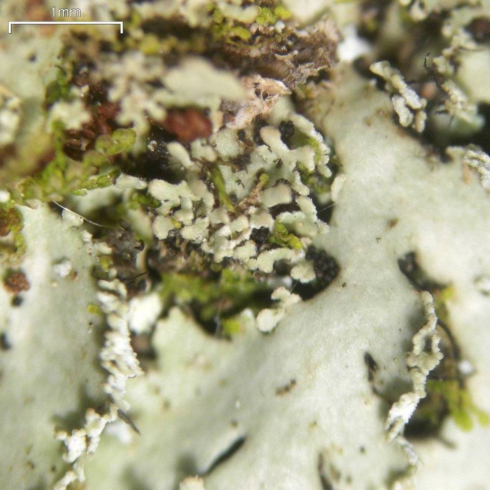 Heterodermia squamulosa image
