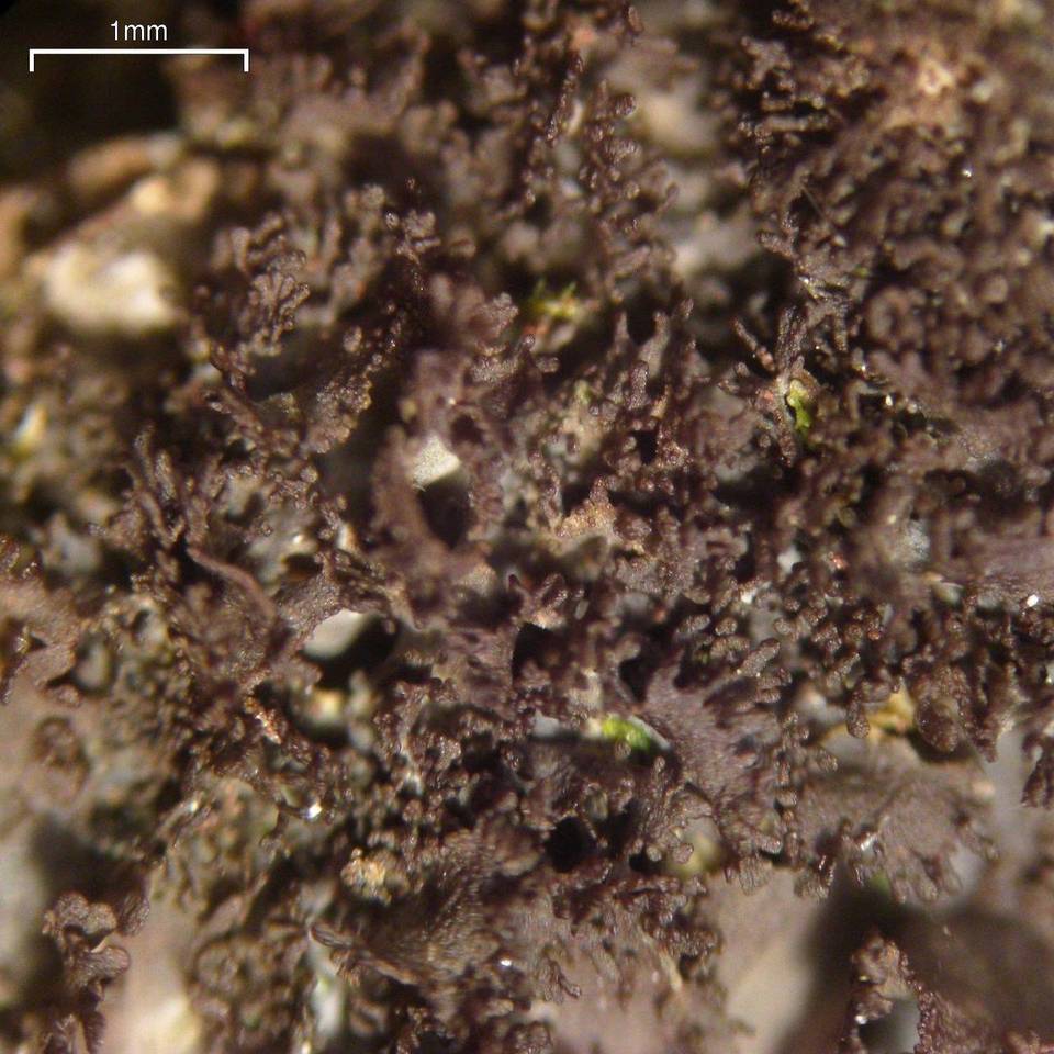 Leptogium laceroides image