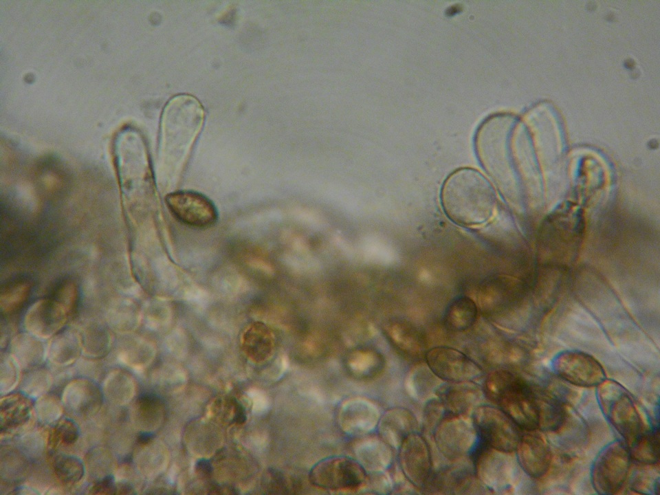 Naucoria alnetorum image