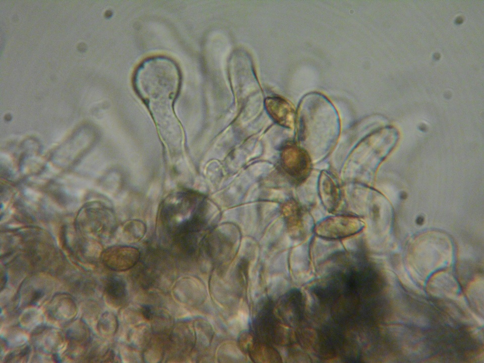 Naucoria alnetorum image