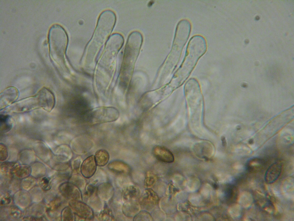 Naucoria alnetorum image