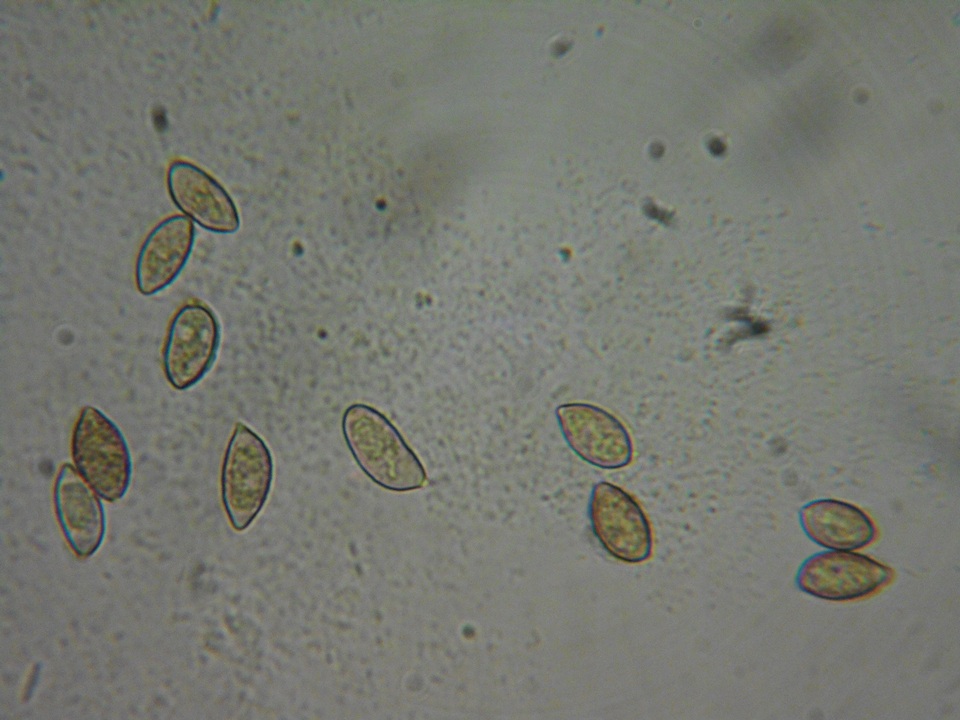 Naucoria alnetorum image