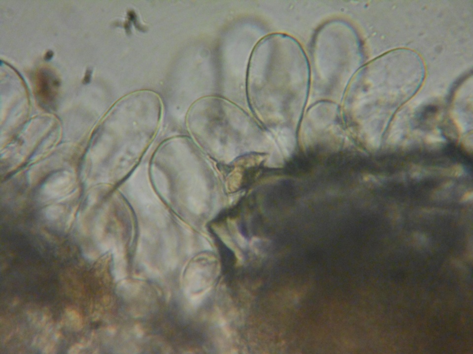 Naucoria salicis image
