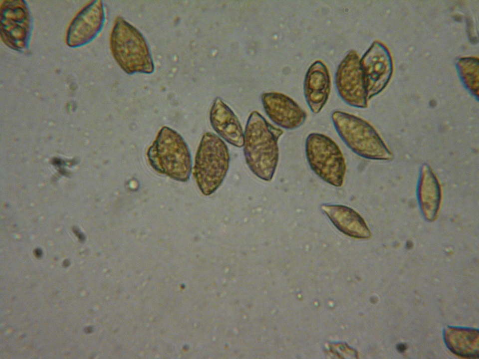 Naucoria salicis image