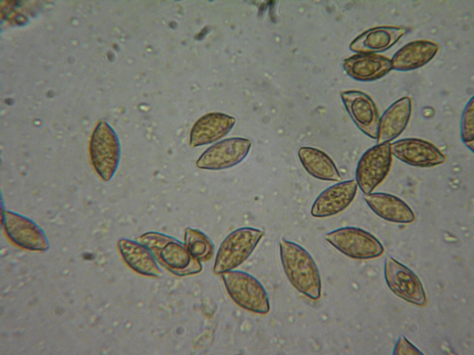 Naucoria salicis image