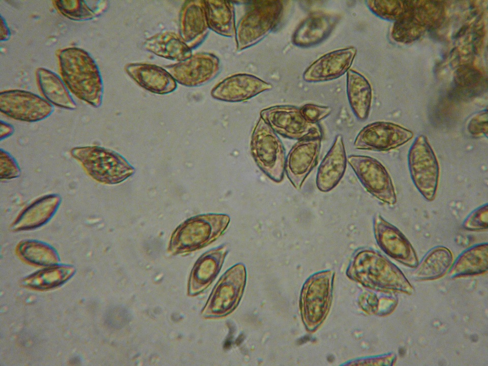 Naucoria salicis image