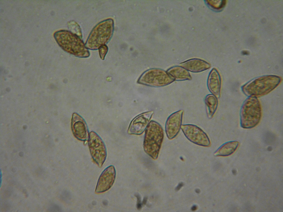 Naucoria salicis image
