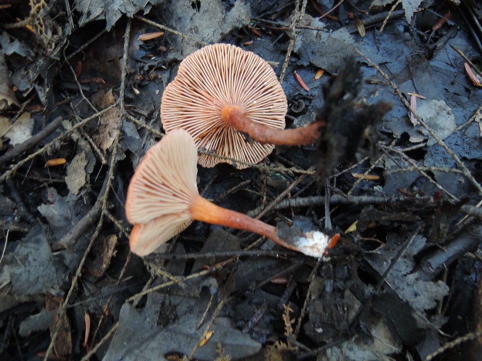 Lactarius nitidus image
