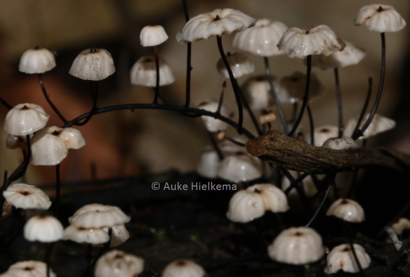 Marasmius multiceps image