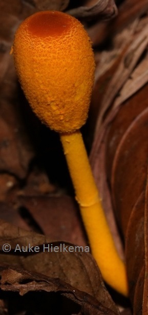 Leucocoprinus brunneoluteus image