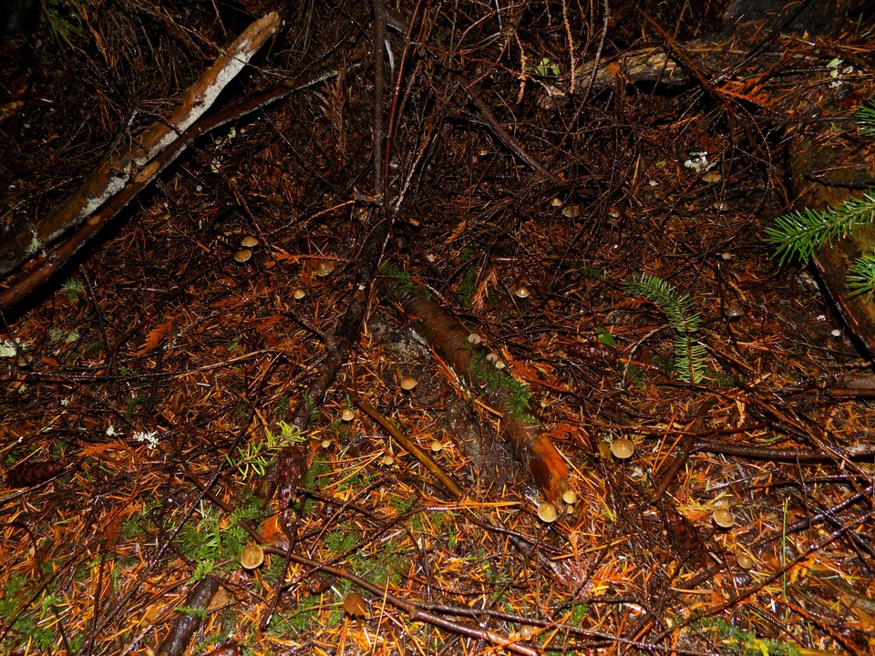 Psilocybe pelliculosa image