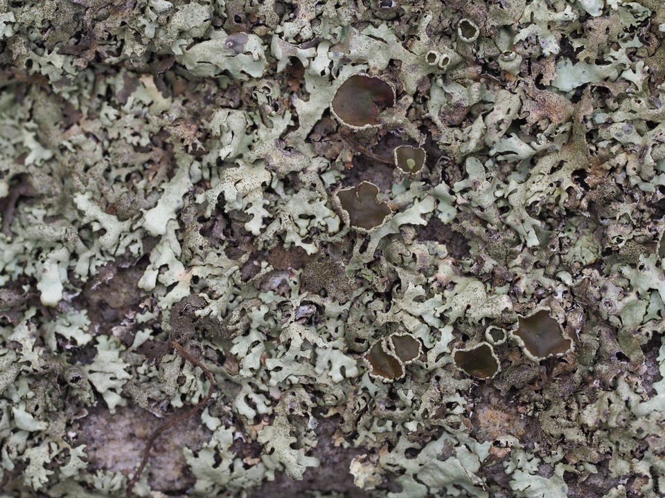 Xanthoparmelia australasica image