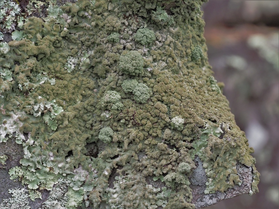 Canoparmelia amabilis image