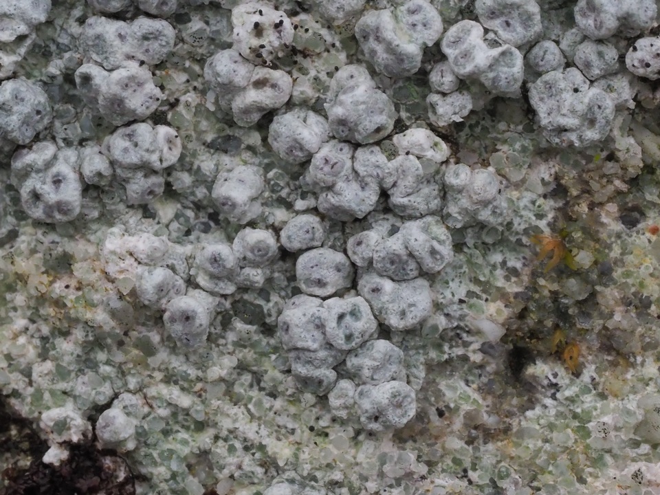 Pertusaria plittiana image