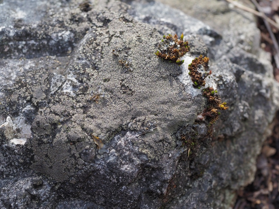 Verrucaria fayettensis image
