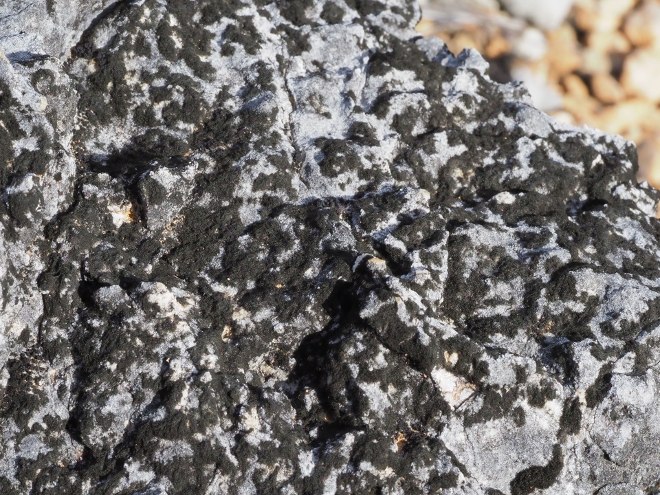 Thermutis image