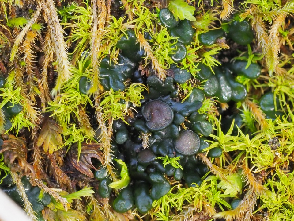 Collema coccophorum image