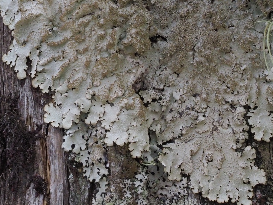 Hypotrachyna horrescens image
