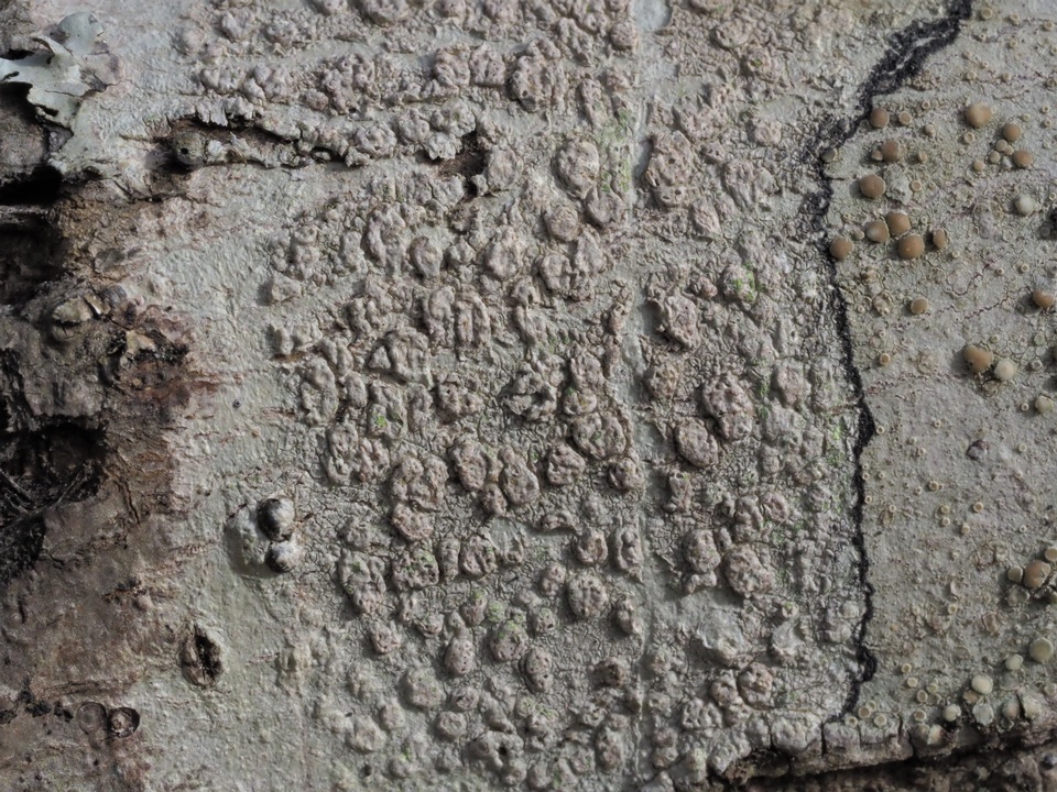 Pertusaria subpertusa image
