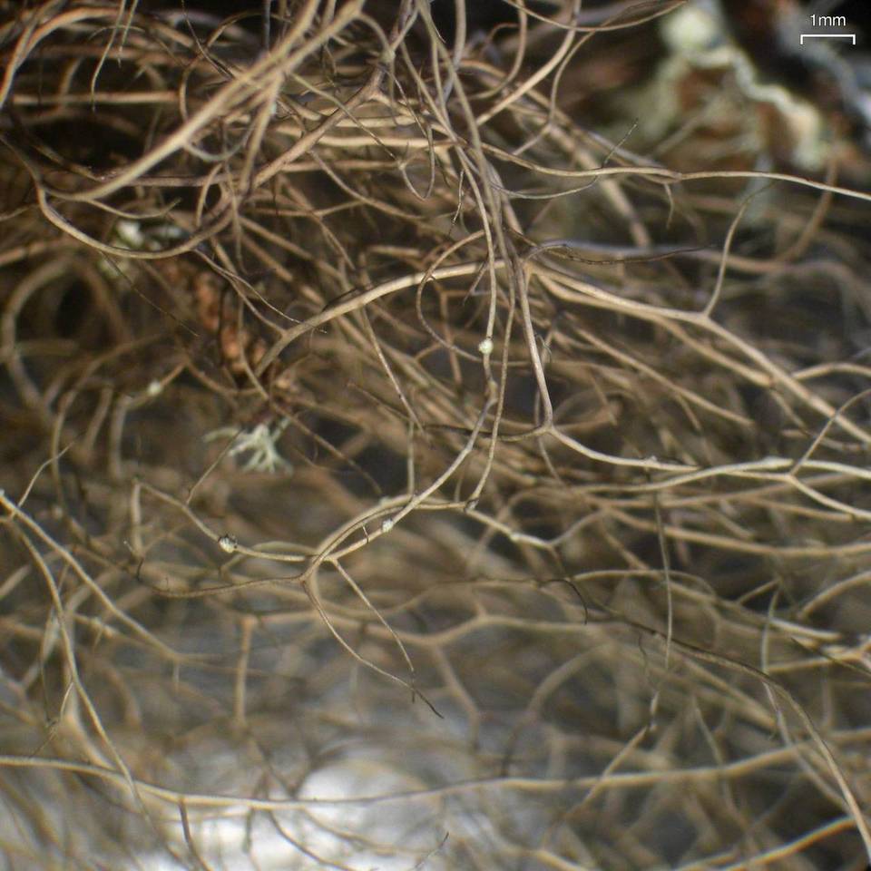 Bryoria nadvornikiana image