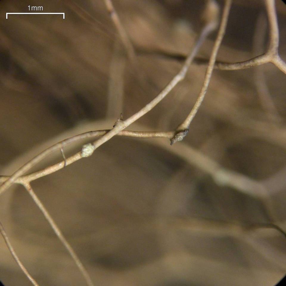 Bryoria nadvornikiana image