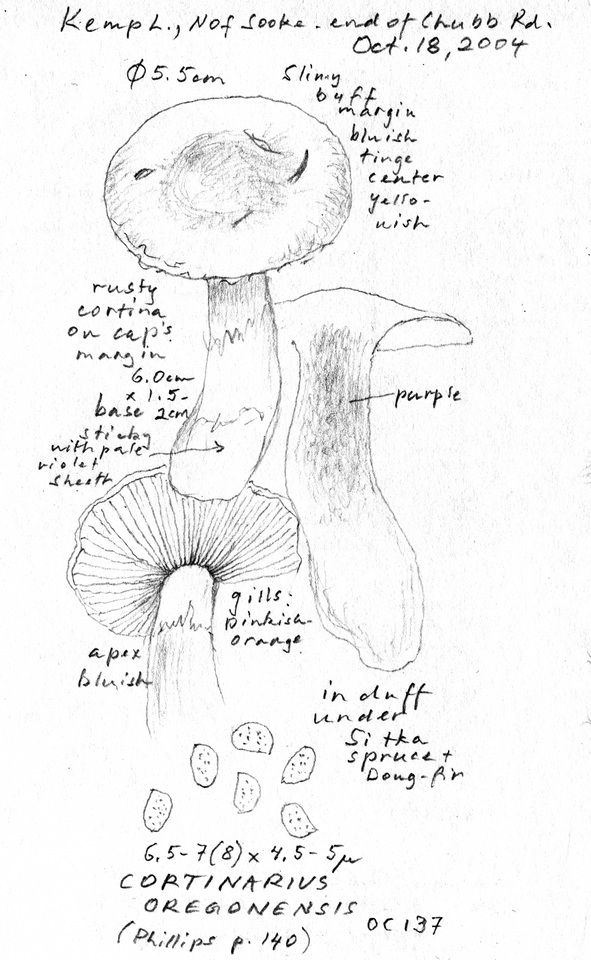 Cortinarius oregonensis image