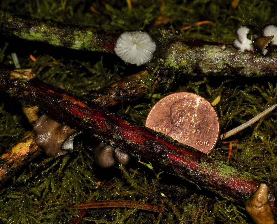 Hohenbuehelia cyphelliformis image