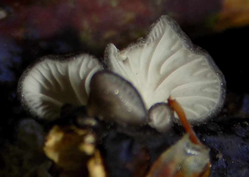 Hohenbuehelia cyphelliformis image