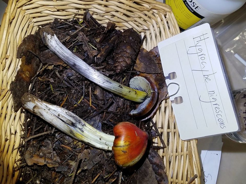 Hygrocybe nigrescens image