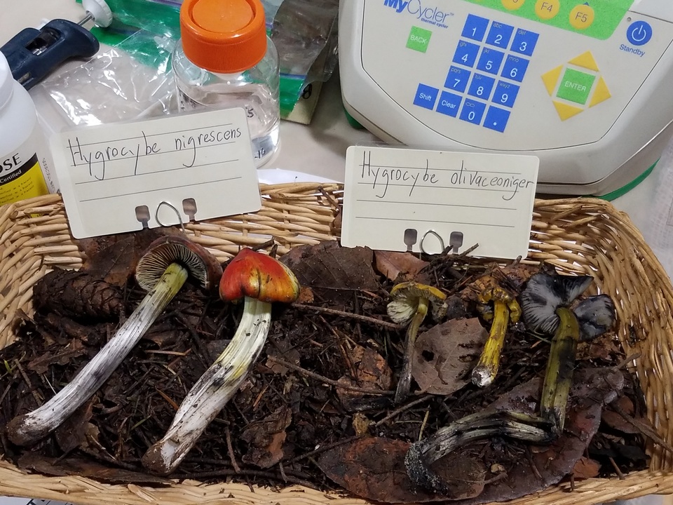 Hygrocybe nigrescens image
