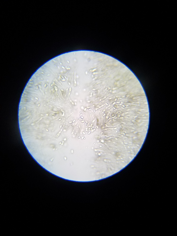 Hygrocybe nigrescens image