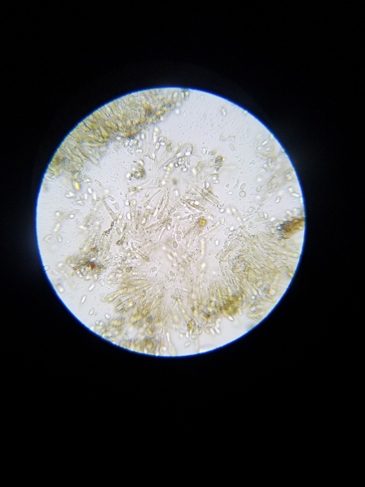 Hygrocybe nigrescens image